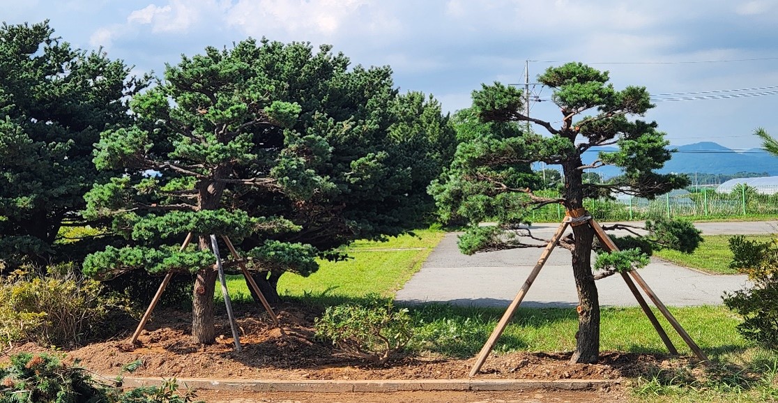 섬잣나무 이식2